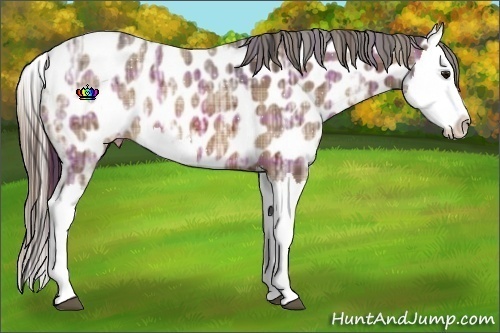 Horse Color:Plaid Bay Ice Splash Appaloosa