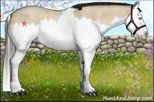 Horse Color:Amber Champagne Roan Dun Splash