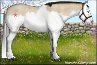 Horse Color:Amber Champagne Roan Dun Splash 