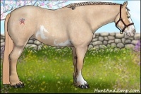 Horse Color:Gold Champagne Roan Splash Frame 