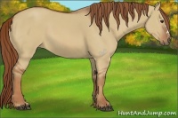 Horse Color:Red Dun