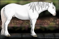 Horse Color:Palomino Dun Splash Near Leopard