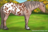 Horse Color:Bay Appaloosa 