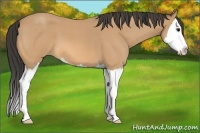 Horse Color:Buckskin Roan Sabino Splash 