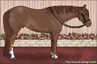 Horse Color:Red Roan Sabino