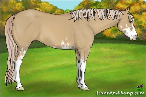 Horse Color:Palomino Dun Sabino 