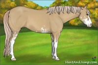 Horse Color:Palomino Dun Sabino 