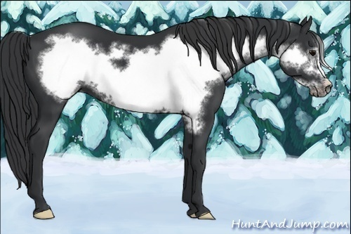 Horse Color:Black Frame 