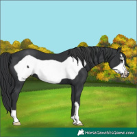 Horse Color:Black Frame 