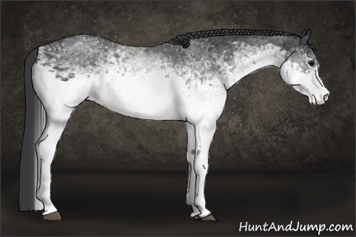 Horse Color:White Spotted Black Rabicano 