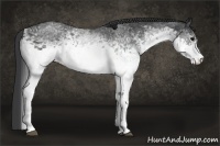 Horse Color:White Spotted Black Rabicano 