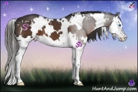 Horse Color:White Spotted Liver Chestnut Splash