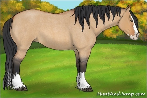 Horse Color:Bay Roan Dun Splash