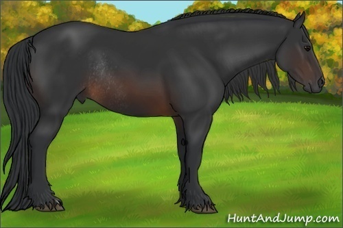 Horse Color:Brown Rabicano 
