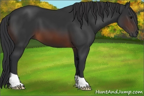 Horse Color:Brown 