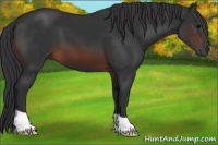Horse Color:Brown 