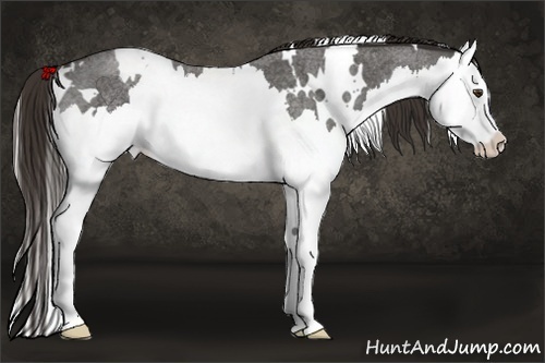 Horse Color:White Spotted Liver Red Roan Splash 