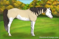 Horse Color:Sable Cream Champagne Dun Splash