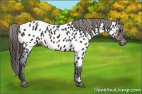 Horse Color:Brown Appaloosa