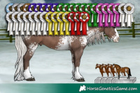 Horse Color:White Spotted Silver Black Sabino Splash