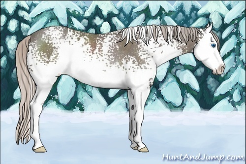 Horse Color:White Spotted Silver Black Sabino Splash Rabicano