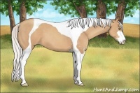 Horse Color:Silver Classic Champagne Sabino Tobiano 