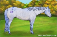Horse Color:Watercolor Bay Appaloosa 