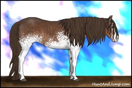 Horse Color:White Spotted Liver Chestnut