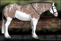 Horse Color:Bay Ice Splash 