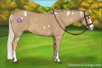Horse Color:White Spotted Palomino Splash