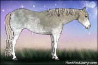Horse Color:White Spotted Silver Black Ice