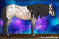 Horse Color:Buckskin Ice Roan