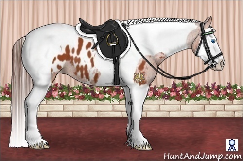 Horse Color:Bay Splash Tobiano Appaloosa 