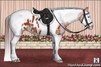 Horse Color:Bay Splash Tobiano Appaloosa