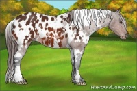 Horse Color:White Spotted Bay Frame Appaloosa