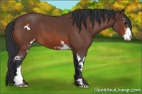 Horse Color:Bay Roan Sabino Frame 