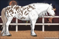 Horse Color:Buckskin Blanket 