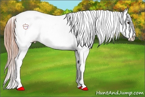 Horse Color:Red Dun Tobiano Appaloosa