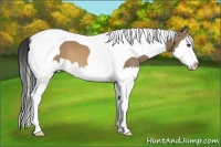 Horse Color:Brown Dun Splash Tobiano 