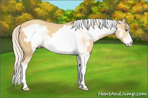Horse Color:White Spotted Gold Cream Champagne Frame 
