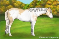 Horse Color:White Spotted Gold Cream Champagne Frame 