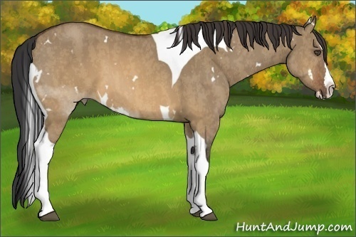 Horse Color:White Spotted Brown Dun Splash Tobiano Brindle