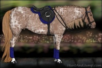 Horse Color:Chestnut Ice Rabicano