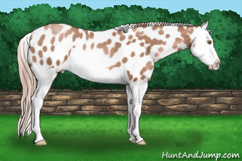 Horse Color:Liver Chestnut Pearl Splash Appaloosa 