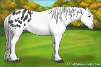 Horse Color:White Spotted Black Appaloosa 