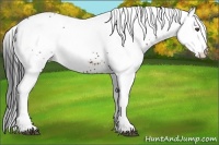 Horse Color:White Spotted Brown Rabicano 