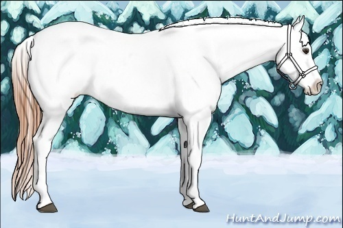 Horse Color:Chestnut Appaloosa 