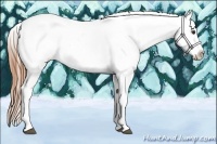 Horse Color:Chestnut Appaloosa 