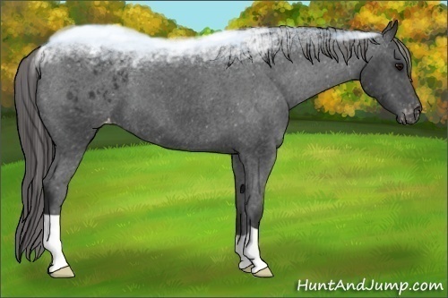 Horse Color:Unknown 