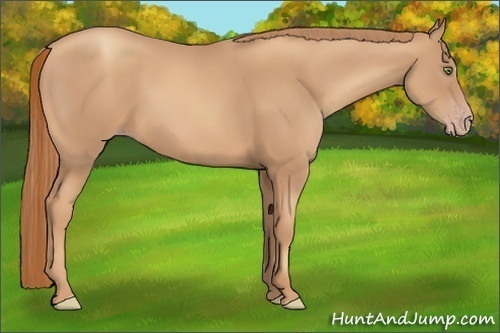 Horse Color:Gold Champagne